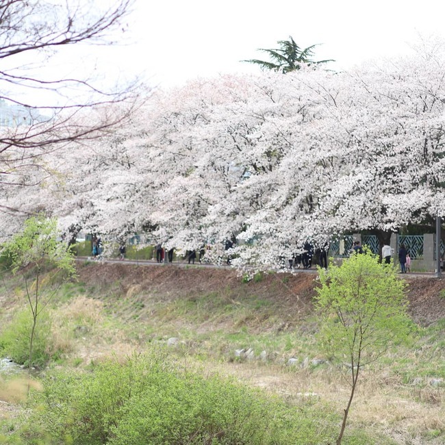 벚꽃,나무,길,연분홍,길가,봄,계절,spring,season,식물,자연,plants,nature,꽃,flower,plant