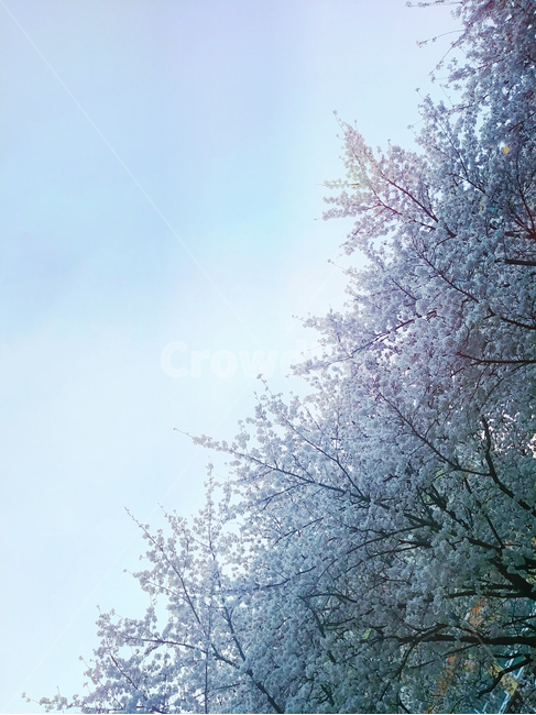벚꽃,하늘,반반,흐림,흰벚꽃,봄,계절,spring,season,nature,자연,outdoors,옥외