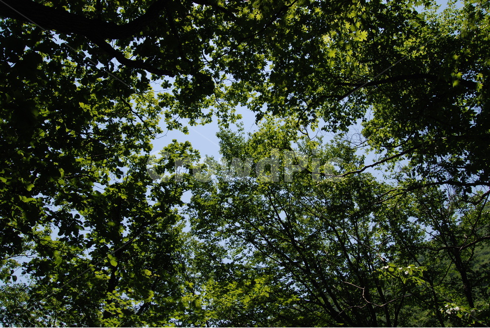 나무,자연,하늘,산,여름,자연,풍경,nature,landscape,tree,plant,식물,tree trunk,나무 줄기