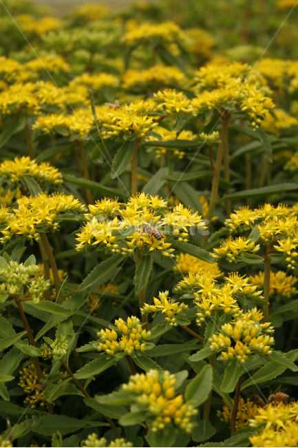 기린초,식물,flower,plants,nature,꽃,꽃봉오리,꽃밭,식물,자연,plants,nature,꽃,flower