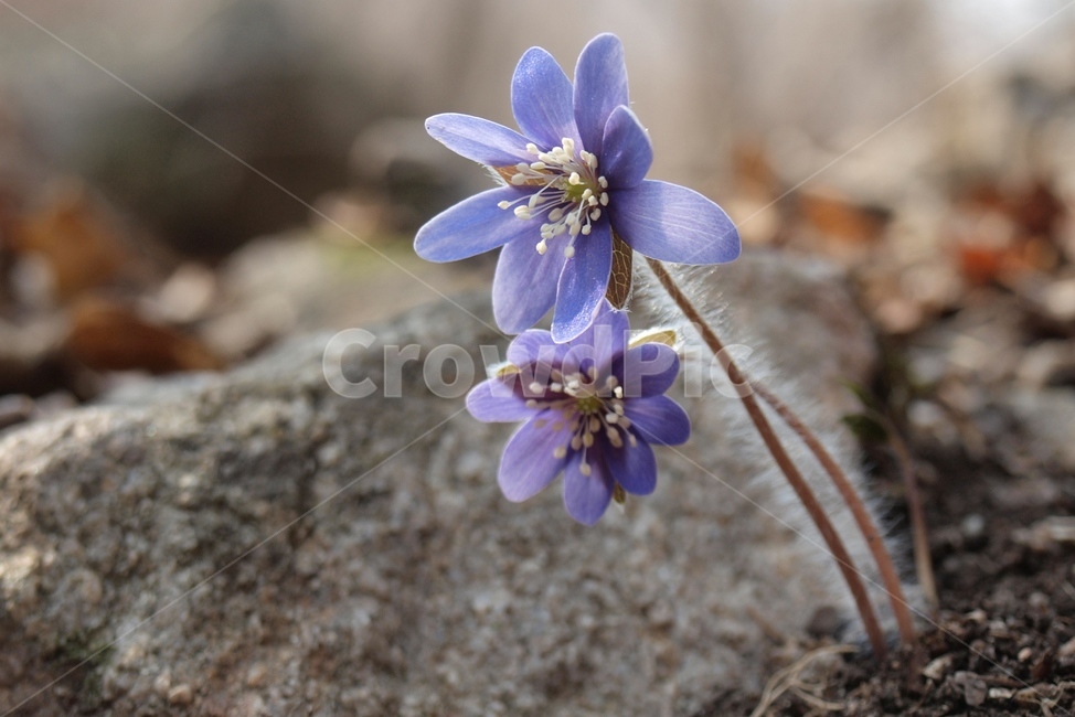 노루귀꽃,야생화,노루귀,봄야생화,봄꽃,식물,자연,plants,nature,꽃,flower