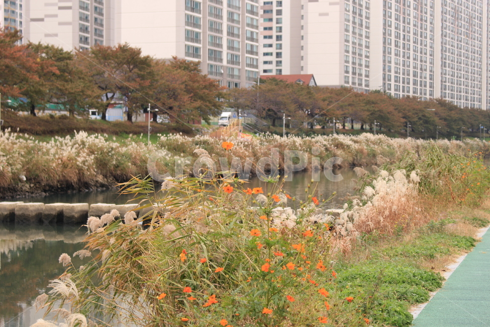 가을,일상,산책,길가,공원,산책로,풍경,도시,풍경,city,landscape,plant,식물