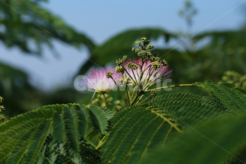 꽃,정원,화목,들꽃,야생화,자귀나무,식물,자연,plants,nature,꽃,flower