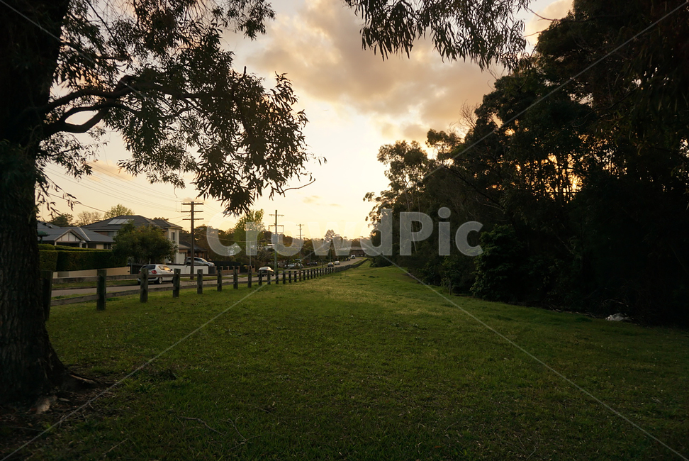 plant,식물,grass,lawn,잔디,park,공원,outdoors,옥외