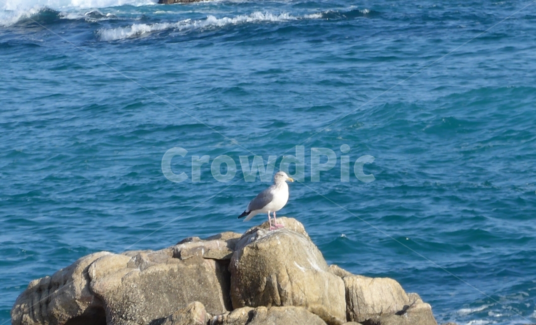 동물,bird,새,갈매기,바다,조류,새,birds