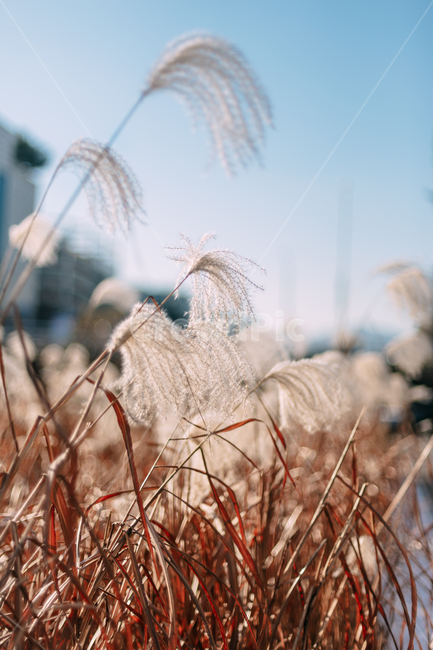 가을,억새,하늘,식물,자연,plants,fall,autumn,갈대,landscape,blue,nature,korea,배경화면,grass,잔디,plant,lawn,reed