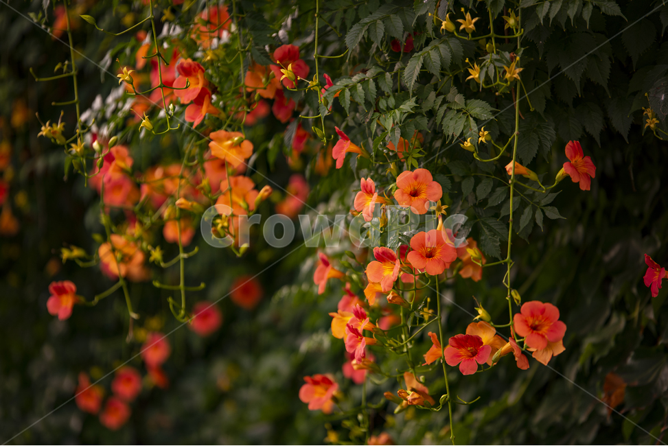 능소화,주황,여름,꽃,flower,trumpetflower,식물,자연,plants,nature,꽃,flower