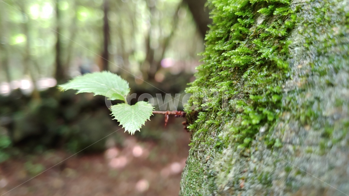 제주도숲,이끼,잎새,자연,aleaf