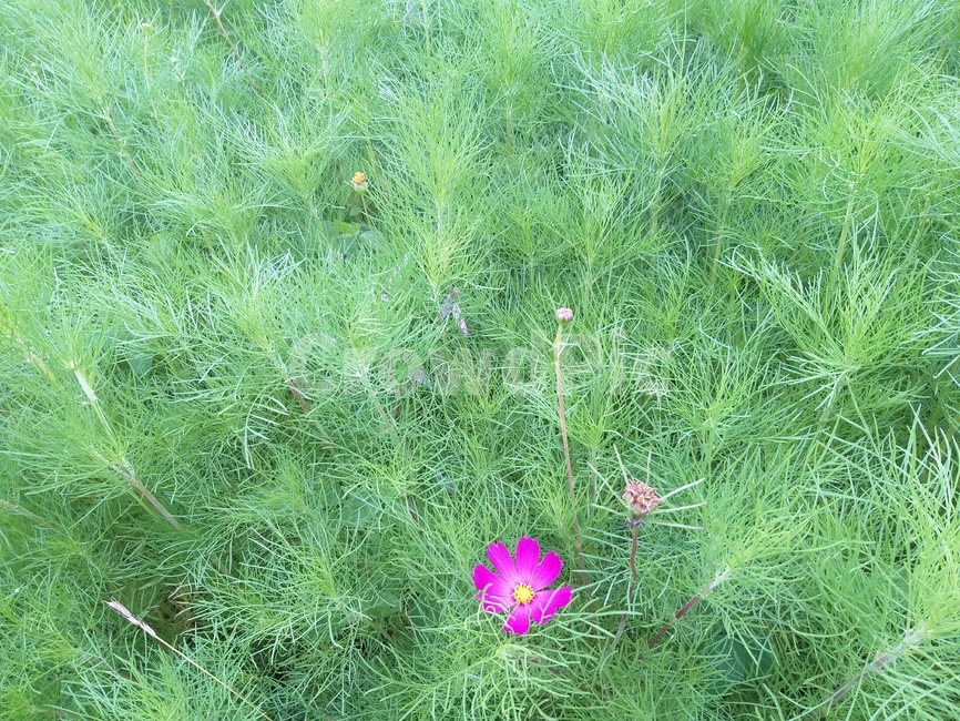 코스모스,여름,식물,감성,summer,green,plant,feeling,flower,꽃