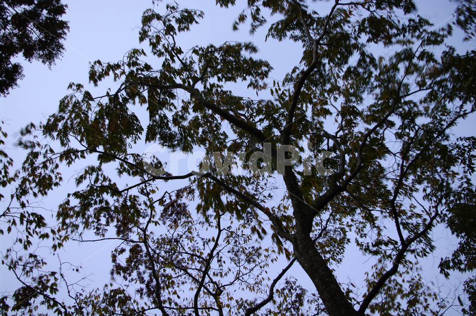나무,하늘,식물,잎,plant,식물,자연,plants,nature,나무,trees,wood
