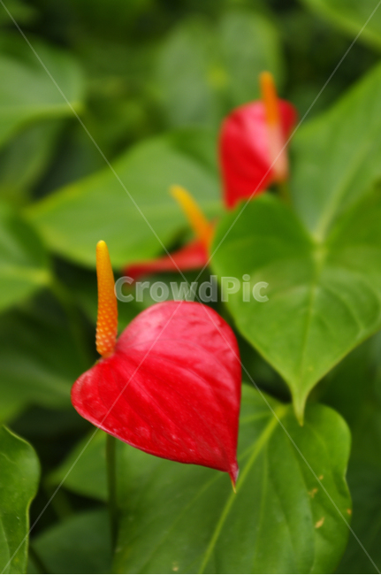 꽃,식물,flower,plant,안시리움,식물,자연,plants,nature,꽃,flower