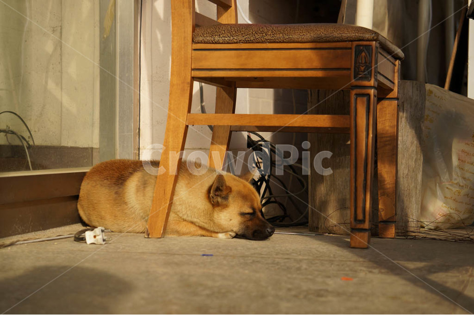 강아지,개,댕댕이,멍멍이,dog,동물,animal,포유류,mammal,개,강아지,dog,doggy