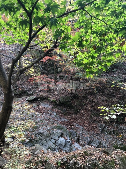tree,나무,plant,식물,leaf,자연,풍경,nature,landscape