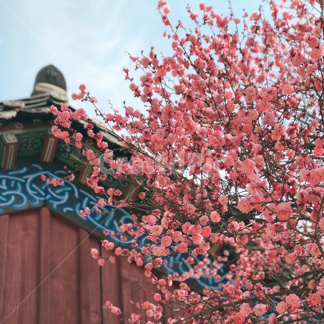 꽃,홍매화,한옥,나무,처마,봄,계절,spring,season,한국전통,한국문화,korean,식물,자연,nature,flower,봄,계절,spring,season,한국전통,한국문화,korean traditional,korean culture,식물,자연,plants,nature,꽃,flower,건축물,건물외관,exterior,building,structure,architecture,construction,plant