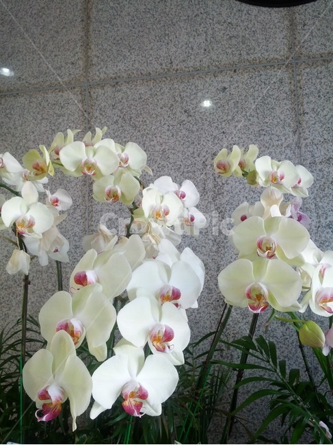 꽃,하얀잎,가을,식물,화단,식물,자연,plants,nature,꽃,flower