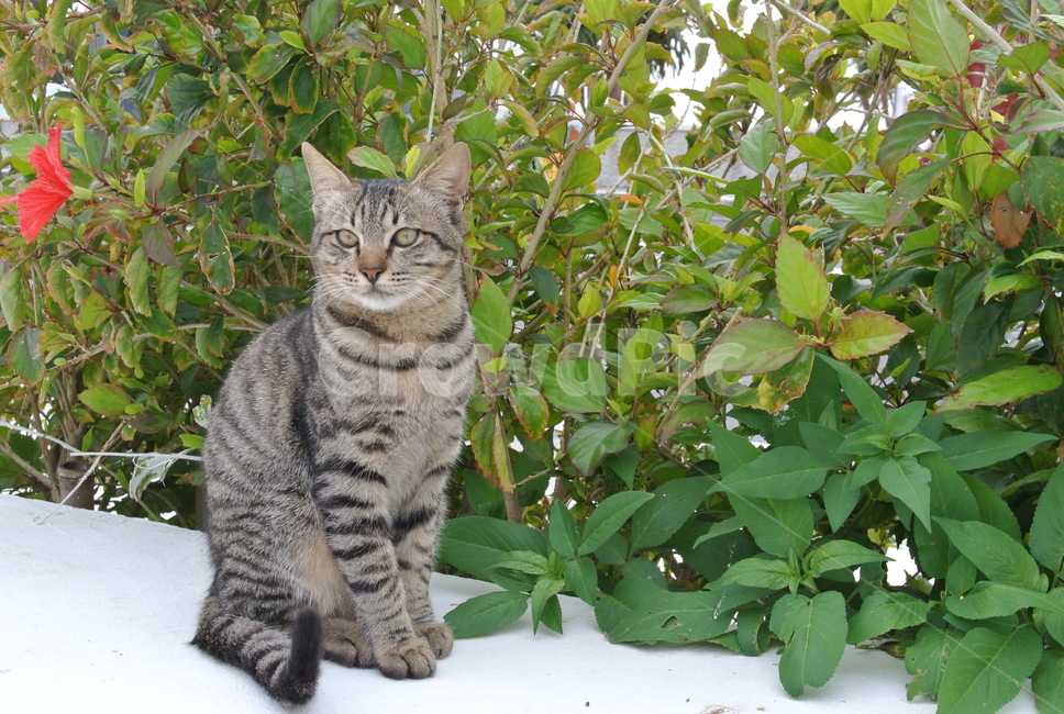고양이,고양이앉은모습,고양이반측면,앉은고양이,cat