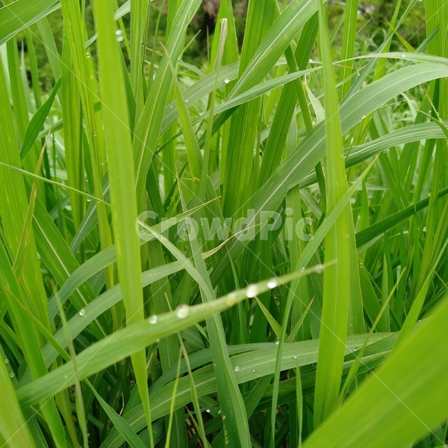 grass,잔디,plant,식물,물방울,그린,green