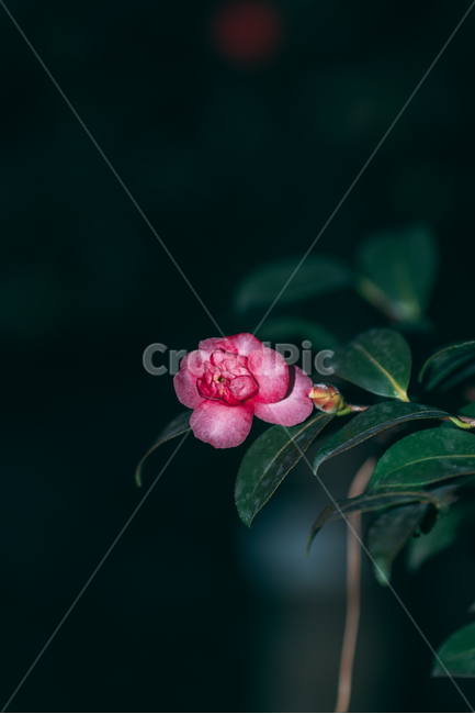 동백꽃,꽃,동백,동백나무,봄꽃,빨강,초록,빛,식물,자연,plants,nature,flower,bloom,배경화면,식물,자연,plants,nature,꽃,flower