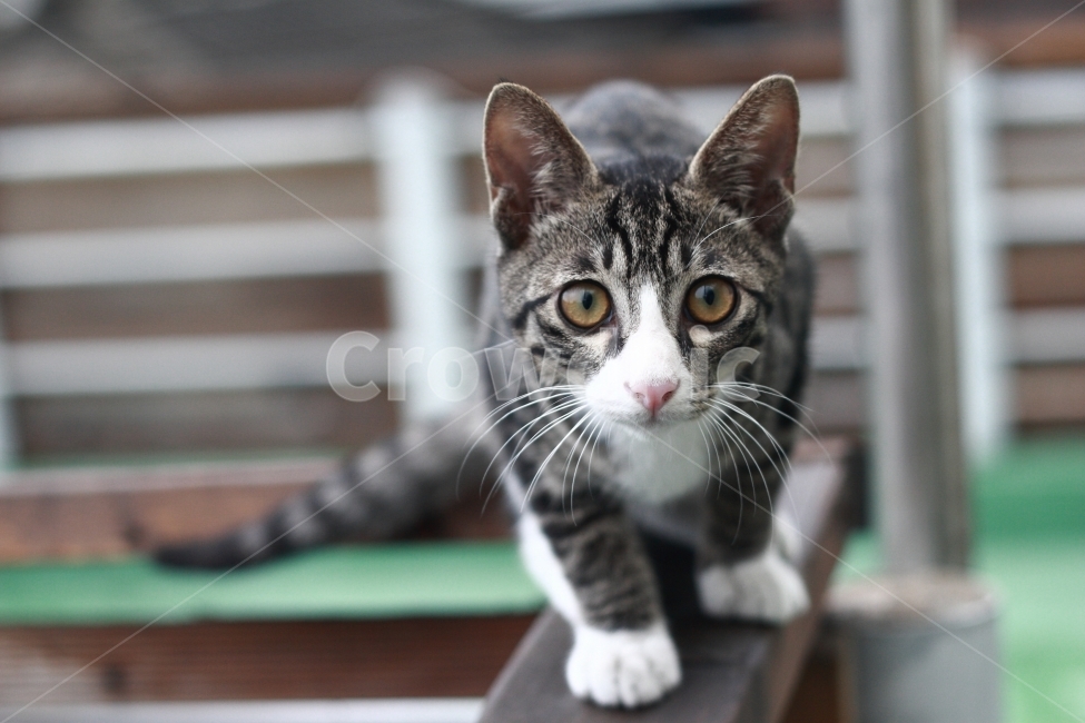 고양이,동물,cat,애완동물,캣,동물,animal,포유류,mammal,고양이,cat,kitten,kitty