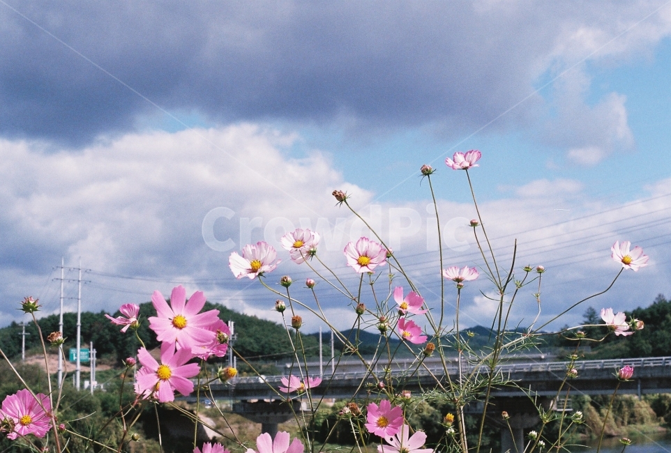 가을여행,코스모스,하늘,강가,필름사진,NikonEM,가을,계절,fall,autumn,season,식물,자연,plants,nature,꽃,flower,감성,sensible,feeling,plant,petal,꽃잎,blossom