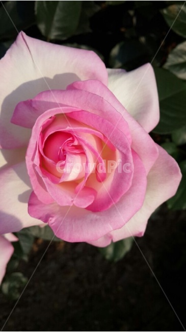 flower,nature,background,floral,beautiful,plant,spring,green,white,summer,beauty,flowers,blossom,decoration,design,garden,natural,leaf,color,flora,illustration,bloom,pink,pattern,art,vector,red,yellow,petal,closeup,fresh,season,vintage,isolated,abstract,blue,decorative,colorful,bouquet,love,bright,romantic,retro,texture,day,holiday,macro,card,wallpaper,blooming,봄,꽃,분홍색,장미,피어나다,아름다운,풍경,자연,생명,예쁘다,식물,식물,자연,plants,nature,꽃,flower
