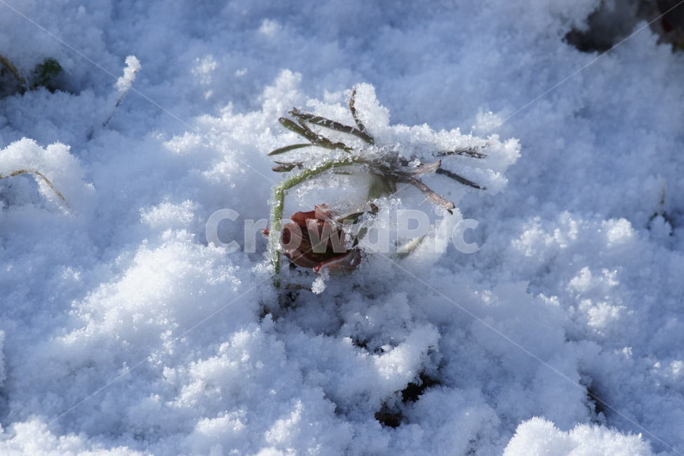 nature,snow,눈,겨울,설경,할미꽃,겨울,계절,winter,season