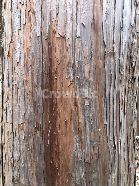 나무,자연,풍경,숲,tree