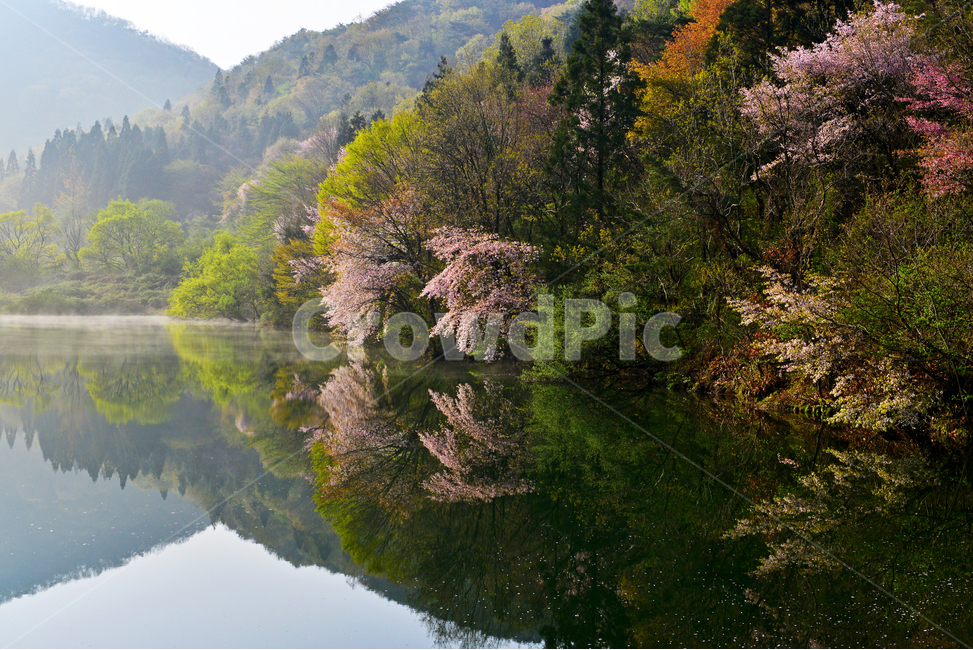 전남,화순,세량지,세량제,저수지,벚꽃,산벚꽃,봄,계절,반영,여명,아침,plant,식물,tree,나무,fir,전나무,nature,자연,outdoors,옥외,water,물,물안개,날씨,한국자연풍경,한국자연경관,korea nature landscape