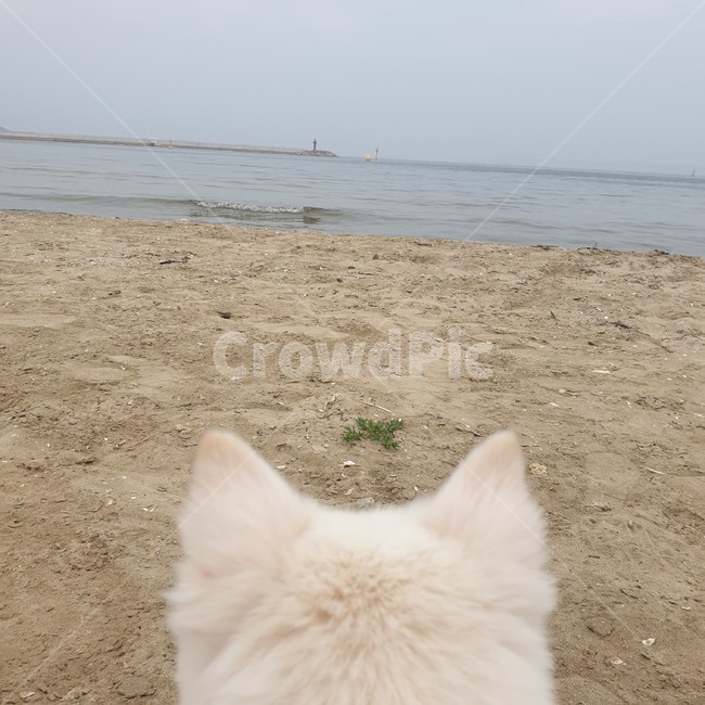 강아지,시선끝,바다,해변,beach,sea,dog,view,gray,color,taupe,회갈색,색감,회색,잔잔한,파도가없는,still,calm,햇빛이없는,sunshineless,모래,grit,바람이없는,back,뒷머리