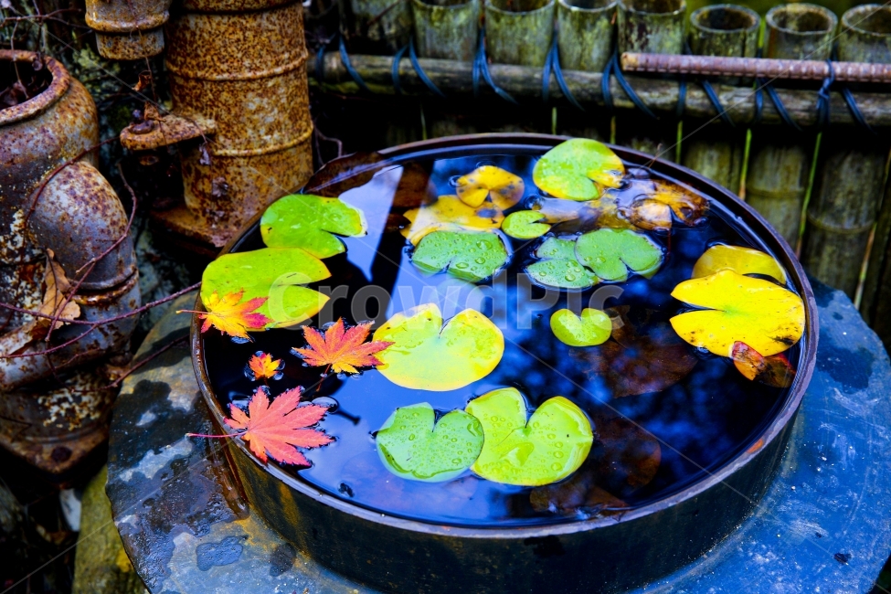단풍,단풍잎,가을,가을사진,자연,감성,감성사진,가을,계절,fall,autumn,season,식물,자연,plants,nature