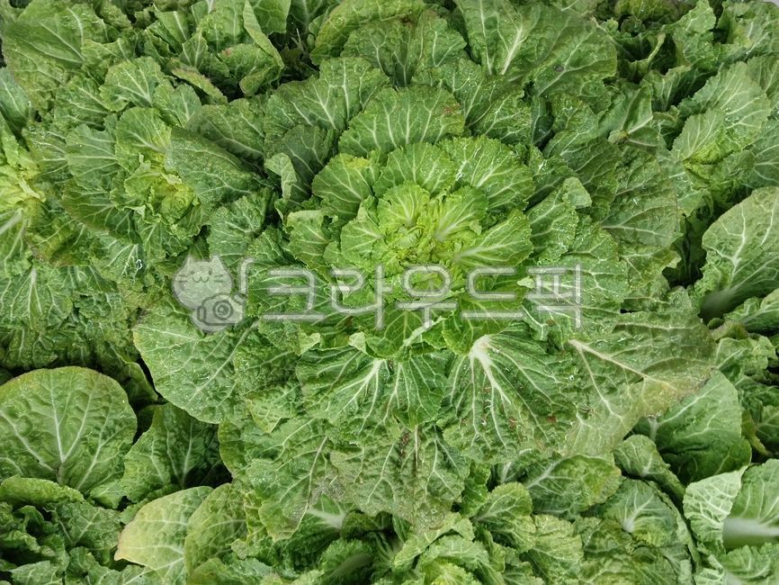 봄동,야채,채소,bomdong,배추,재배품종,vegetable