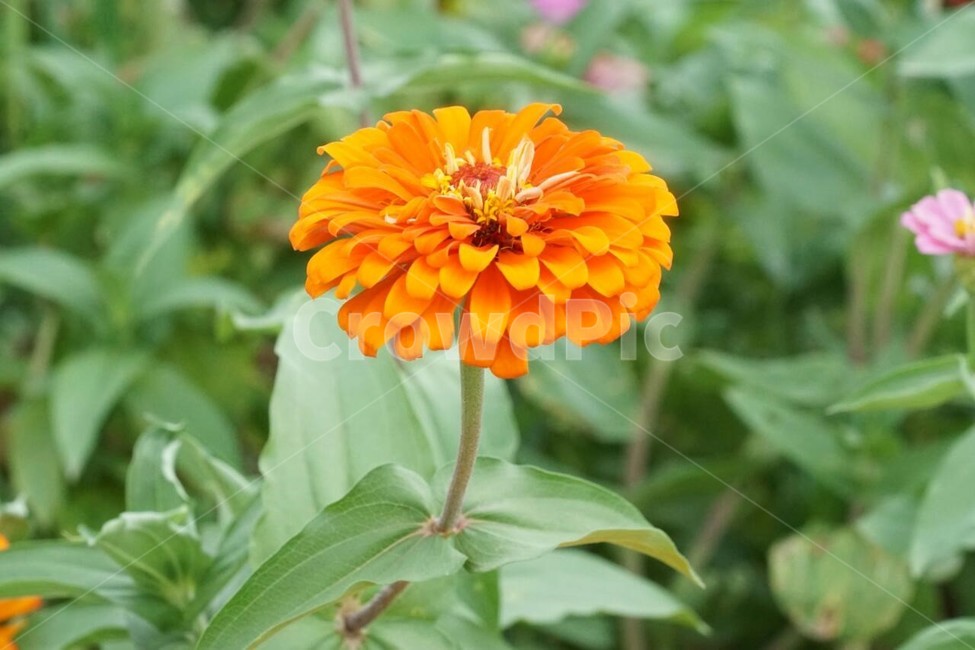 꽃,백일홍,자연,식물,flower,nature,green,초록색,주황색,식물,자연,plants,nature,꽃,flower