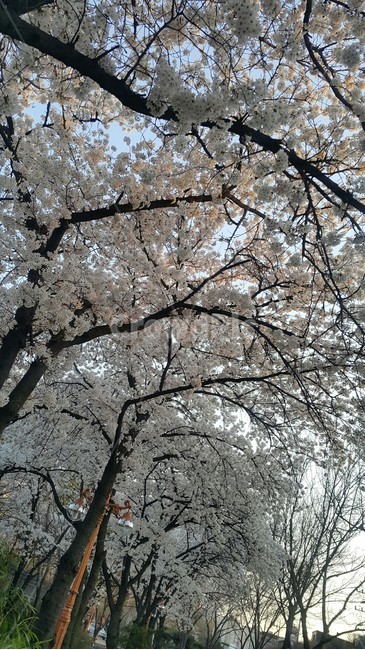 벚꽃,cherryblossom,blossom,꽃,flower,plant,식물,봄,spring,white,식물,자연,plants,nature,꽃,flower