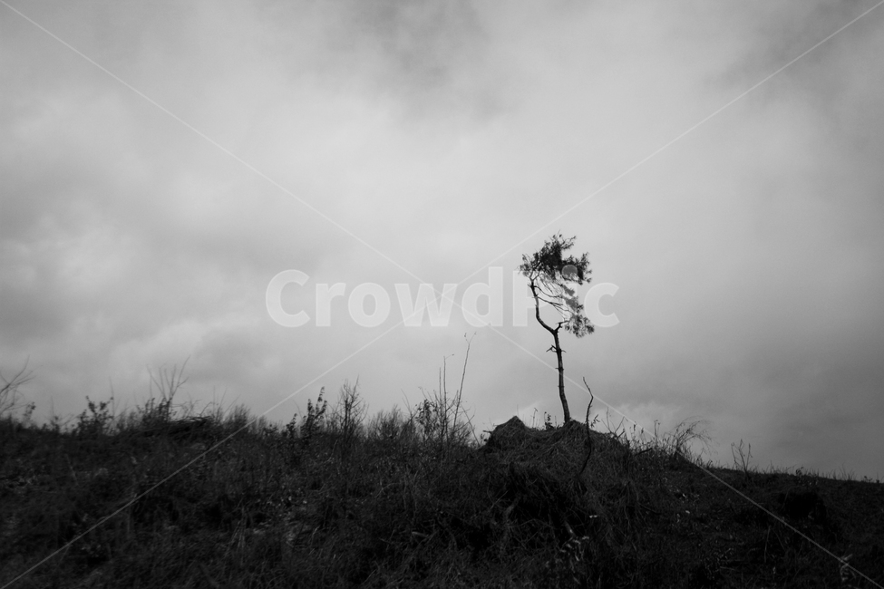 나무,흐림,외로움,우울,야산,언덕,우중충,회색,tree,cloudy,gray,alone,계절,배경,자연,가을,plants,nature,fall,autumn
