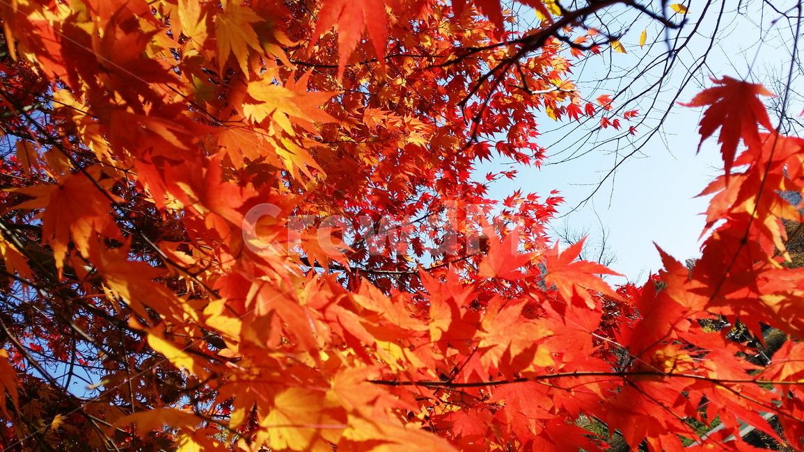 단풍,가을,하늘,나뭇잎,단풍잎,붉은,붉은색,가지,plant,식물,leaf,잎,tree,나무,maple,가을,계절,fall,autumn,season,나무,trees,wood