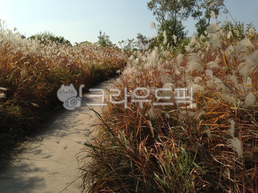 갈대, reed, 식물, plant, 한강갈대, 사진,이미지,일러스트,캘리그라피 - goriragrim작가