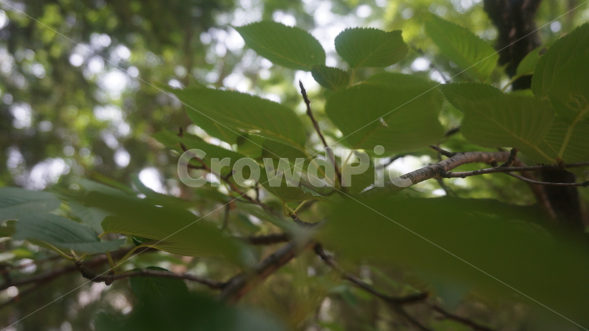 나무,자연,나뭇잎,잎,나뭇가지,식물,자연,plants,nature