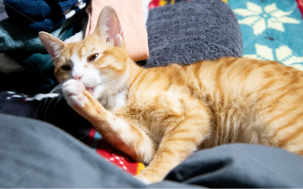 고양이,코리안숏헤어,코숏,치즈태비,그루밍