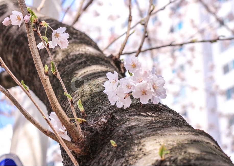 봄,벚꽃,벚꽃나무,blossom,flower,봄,계절,spring,season,식물,자연,plants,nature,꽃,flower,plant,cherry blossom