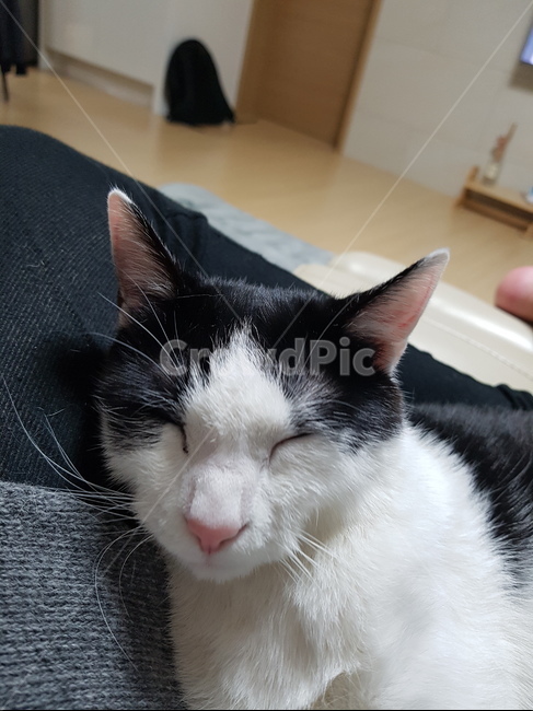 고양이,코숏,검정색,하얀색,꼬리,핑크,귀,cute,animal,cat,동물,animal,포유류,mammal,고양이,cat,kitten,kitty