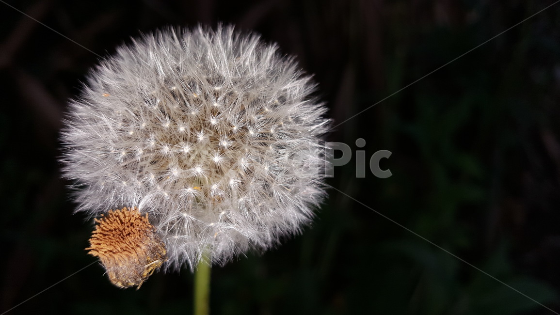 민들레,식물,자연,홀씨,번영,식물,자연,plants,nature,꽃,flower