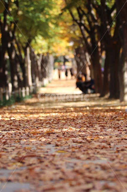 낙엽,단풍,가을,산책,거리,가을,계절,fall,autumn,season,tree,나무,plant,식물,tree trunk,나무 줄기,ground,바닥