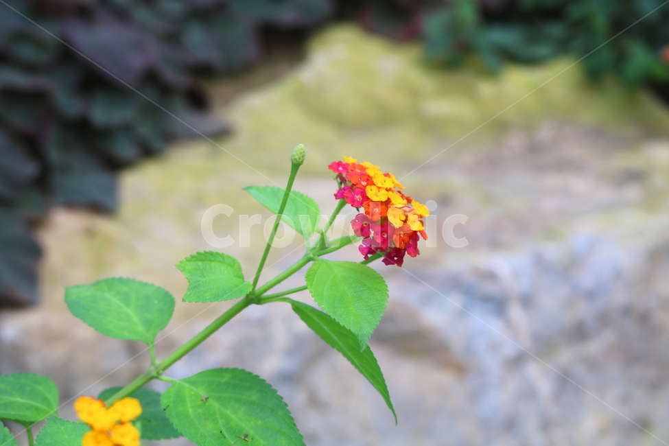 란타나,꽃,란타나꽃,식물,열대식물,란타나카마라,마편초과,자연,식물,자연,plants,nature,꽃,flower