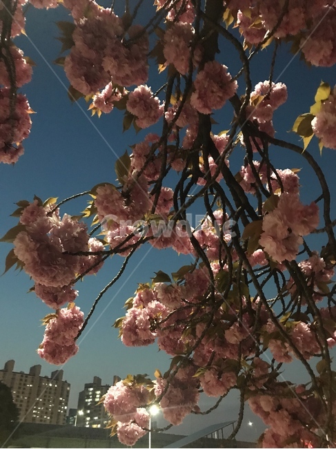 겹벚꽃,blossom,꽃,flower,식물