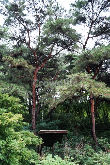 forest,pine tree,Dullegil,hauntedhouse,hut,desertedhouse,Baekun Lake,spiderweb,abandoned,ruin,koreanredpine,fear,terror,horror,nature,tree,shade,sperm,blight,haunted house,ruins,abandoned house,scared