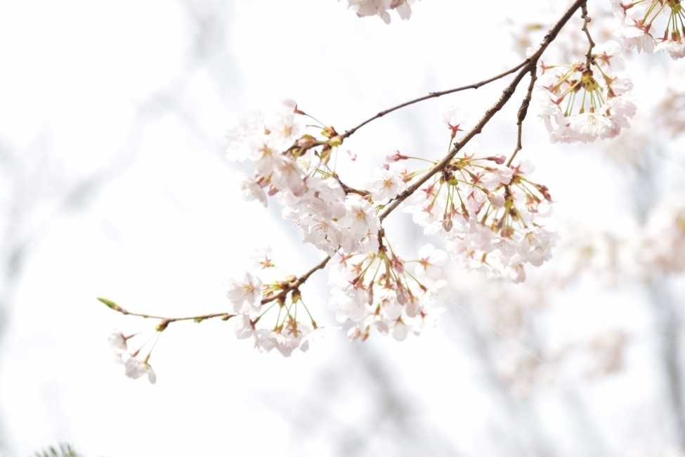따뜻함,나른함,하얀색,벚꽃,봄,봄,계절,spring,season,식물,자연,plants,nature,꽃,flower,plant,blossom