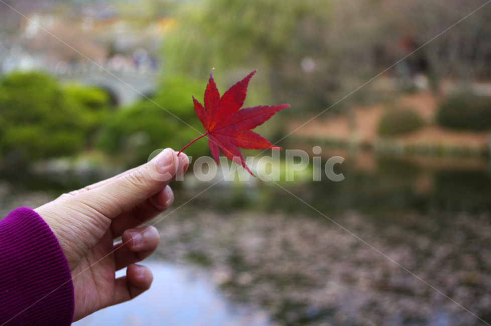 가을,fall,식물,plant,단풍,잎,color,손,가을,계절,fall,autumn,season,사람,인물,인간,human,person,신체일부,몸,body,leaf,tree,나무