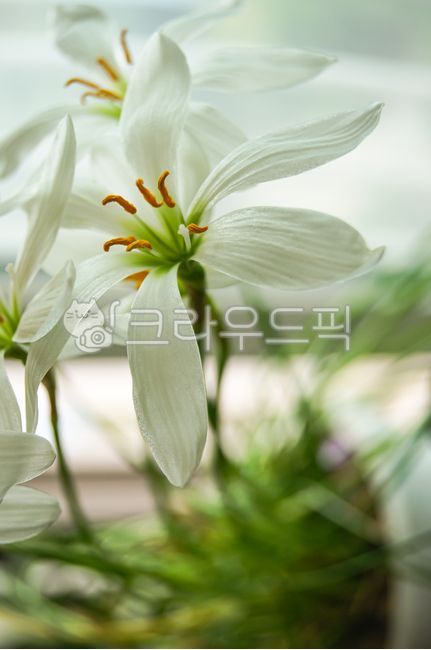 나도샤프란,꽃,하얀,흰색,꽃술,노랑,노란,flower,white