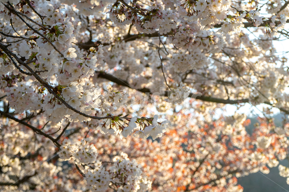 벚꽃,cherryblossom,봄,꽃,일본,japan,flower,봄,계절,spring,season,식물,자연,plants,nature,꽃,flower