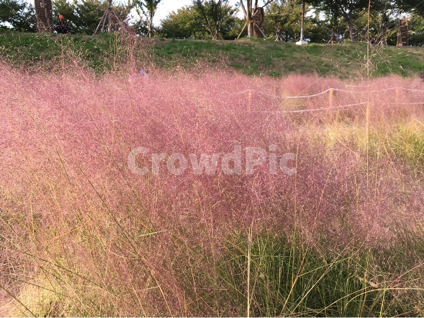 핑크뮬리,가을,갈대,핑크,분홍,식물,자연,plants,nature